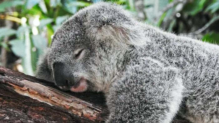 rêve sommeil paradoxal sommeil profond