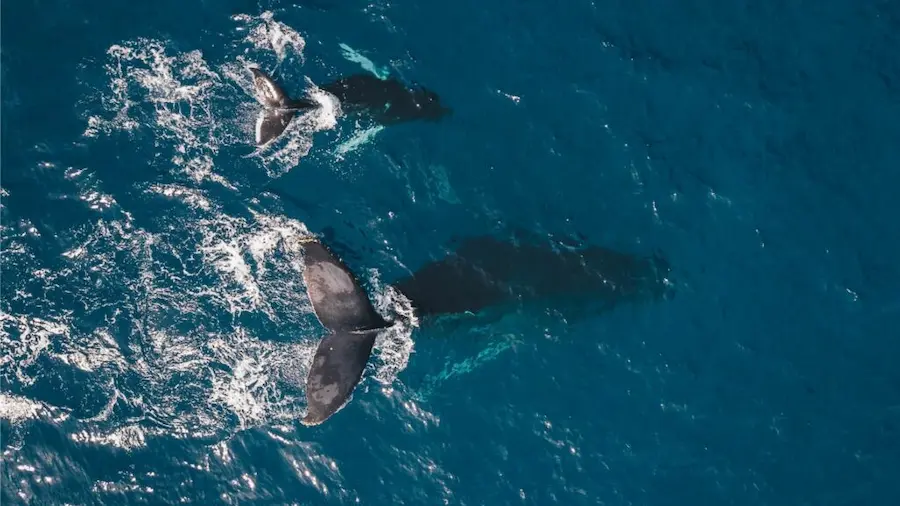 rêver de baleine
