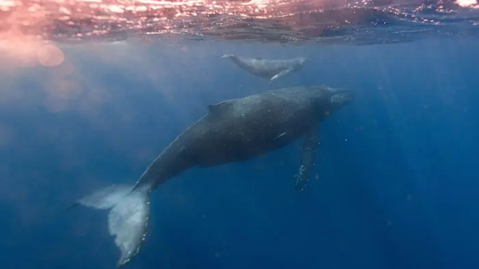rêver de baleine